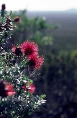 APII jpeg image of Kunzea baxteri  © contact APII