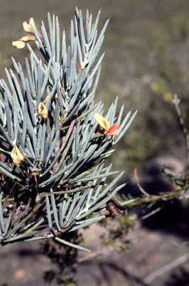 APII jpeg image of Daviesia grossa  © contact APII