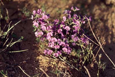 APII jpeg image of Hovea pungens  © contact APII