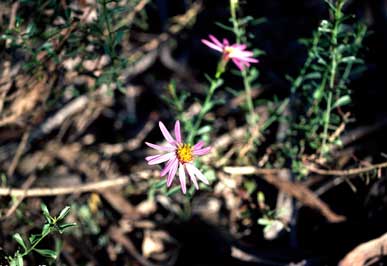 APII jpeg image of Olearia magniflora  © contact APII