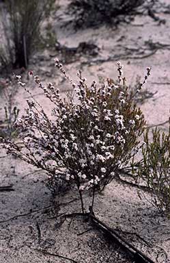 APII jpeg image of Leucopogon costatus  © contact APII