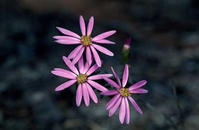 APII jpeg image of Olearia magniflora  © contact APII