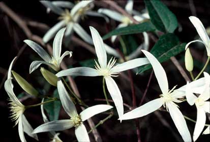 APII jpeg image of Clematis aristata  © contact APII