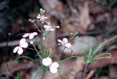 APII jpeg image of Stylidium scandens  © contact APII