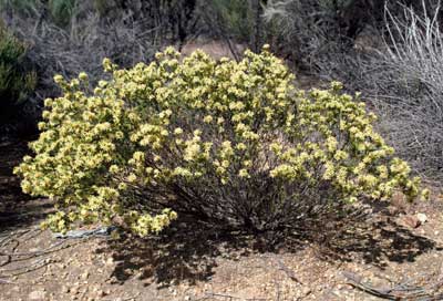 APII jpeg image of Calytrix depressa  © contact APII