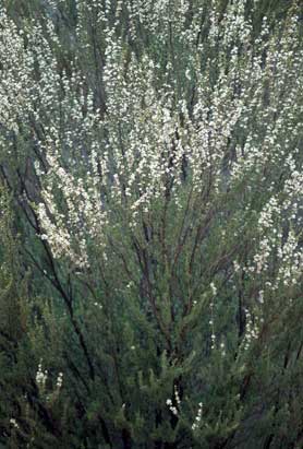 APII jpeg image of Leptospermum fastigiatum  © contact APII