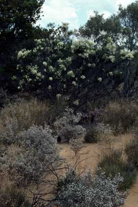 APII jpeg image of Grevillea pterosperma  © contact APII