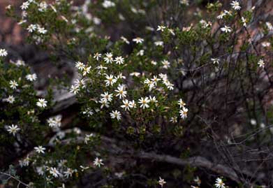 APII jpeg image of Olearia muelleri  © contact APII