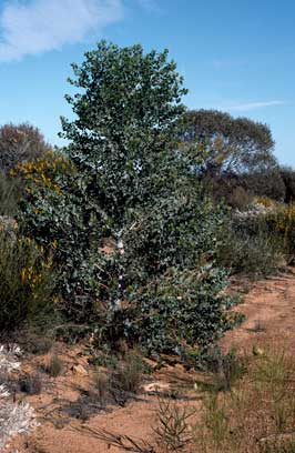 APII jpeg image of Codonocarpus cotinifolius  © contact APII