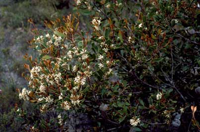 APII jpeg image of Hakea pandanicarpa subsp. crassifolia  © contact APII