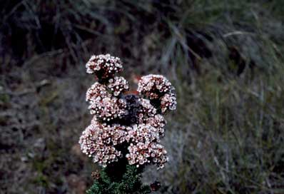 APII jpeg image of Verticordia plumosa  © contact APII