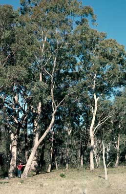 APII jpeg image of Eucalyptus melliodora  © contact APII