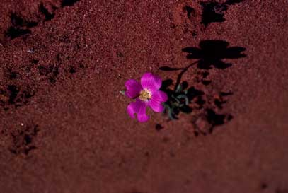 APII jpeg image of Calandrinia polyandra  © contact APII