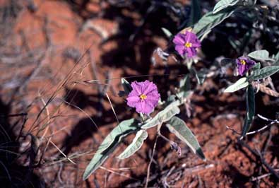 APII jpeg image of Solanum ellipticum  © contact APII