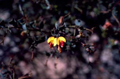 APII jpeg image of Daviesia lancifolia  © contact APII