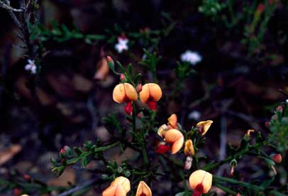 APII jpeg image of Daviesia mesophylla  © contact APII