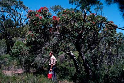 APII jpeg image of Corymbia ficifolia  © contact APII