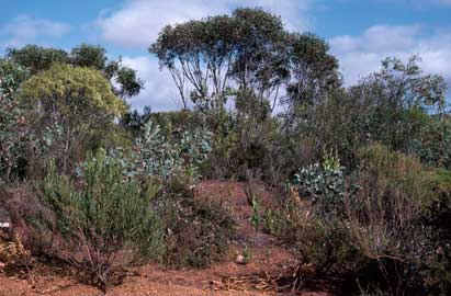 APII jpeg image of Daviesia megacalyx  © contact APII