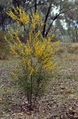 APII jpeg image of Acacia montana  © contact APII