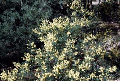 APII jpeg image of Acacia terminalis  © contact APII