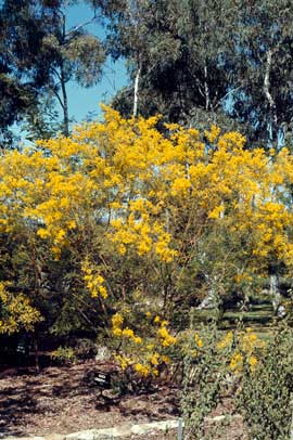 APII jpeg image of Acacia cardiophylla  © contact APII