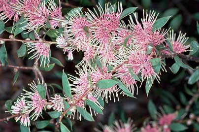 APII jpeg image of Hakea myrtoides x petiolaris  © contact APII