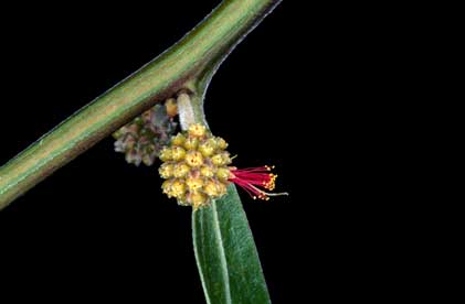 APII jpeg image of Acacia leprosa 'Scarlet Blaze'  © contact APII