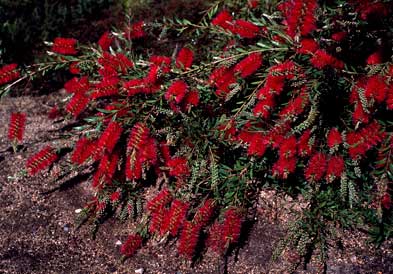 APII jpeg image of Callistemon citrinus 'Firebrand'  © contact APII