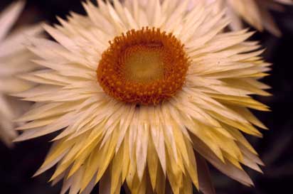 APII jpeg image of Xerochrysum bracteatum 'Cockatoo'  © contact APII