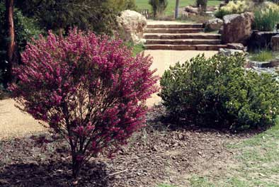 APII jpeg image of Boronia heterophylla  © contact APII