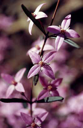 APII jpeg image of Boronia ledifolia  © contact APII