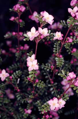 APII jpeg image of Boronia microphylla  © contact APII