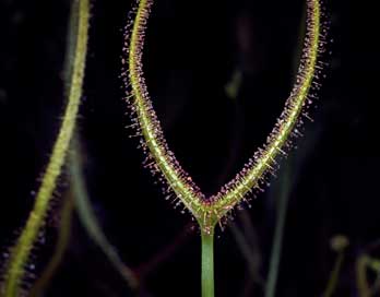 APII jpeg image of Drosera binata  © contact APII