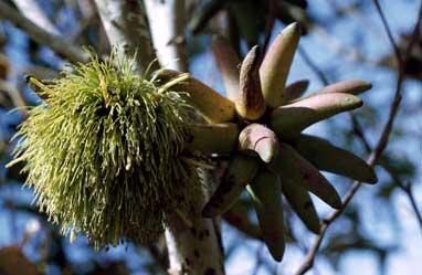 APII jpeg image of Eucalyptus conferruminata  © contact APII