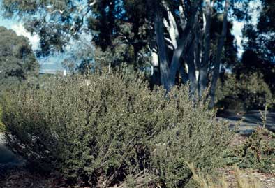 APII jpeg image of Grevillea australis  © contact APII