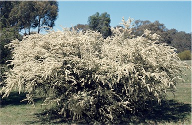 APII jpeg image of Kunzea ambigua  © contact APII