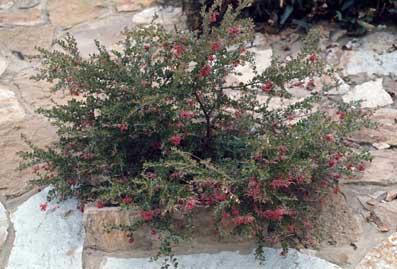 APII jpeg image of Grevillea speciosa subsp. speciosa  © contact APII