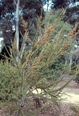 APII jpeg image of Grevillea tripartita  © contact APII