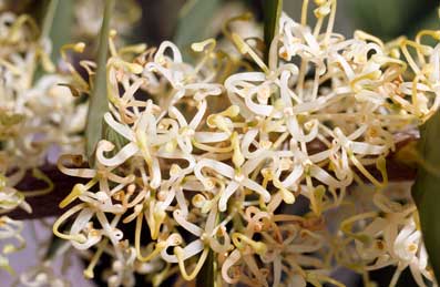 APII jpeg image of Hakea prostrata  © contact APII