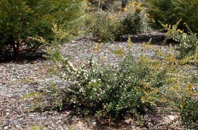 APII jpeg image of Hakea ruscifolia  © contact APII