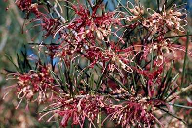 APII jpeg image of Hakea verrucosa  © contact APII