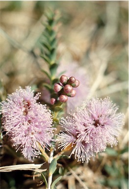 APII jpeg image of Melaleuca decussata  © contact APII