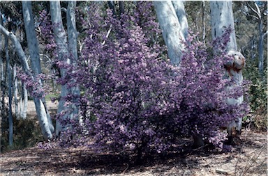 APII jpeg image of Prostanthera marifolia  © contact APII