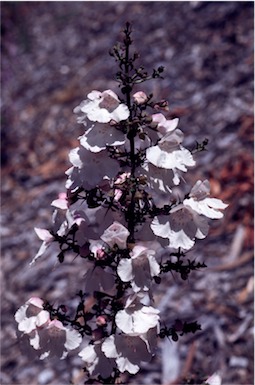 APII jpeg image of Prostanthera spinosa  © contact APII