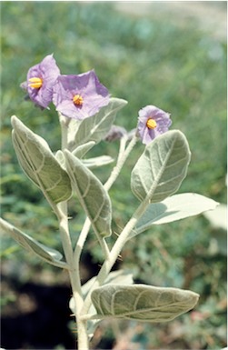 APII jpeg image of Solanum lasiophyllum  © contact APII