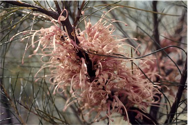 APII jpeg image of Hakea bakeriana  © contact APII