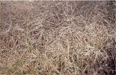 APII jpeg image of Austrostipa elegantissima  © contact APII