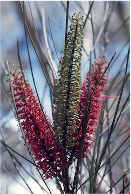 APII jpeg image of Hakea bucculenta  © contact APII