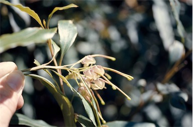 APII jpeg image of Grevillea shiressii  © contact APII