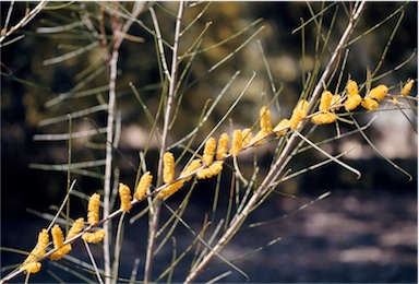 APII jpeg image of Acacia ephedroides  © contact APII